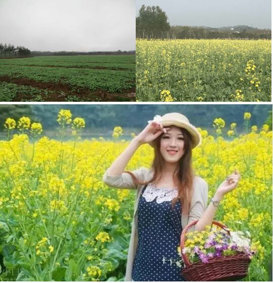 田野音乐会空降清逸园，花海与音乐，约不约？