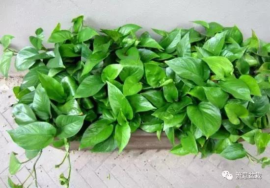 绿萝长得慢怎么补救,绿萝快枯萎了怎么养好