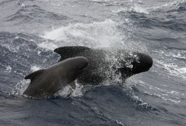 海洋里最快的动物是海豚吗,海洋中最大的生物海豚