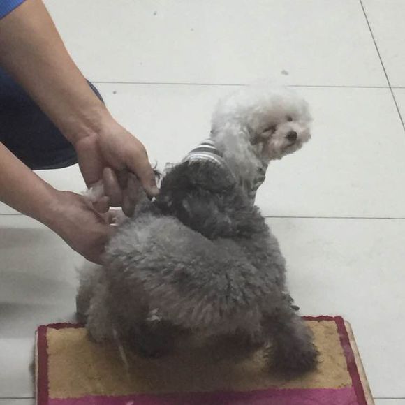 泰迪超过三个月,泰迪超过预产期没生怎么办