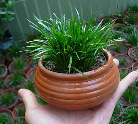 金钱菖蒲什么香味,从化金钱菖蒲