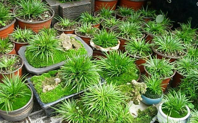 金钱菖蒲什么香味,从化金钱菖蒲