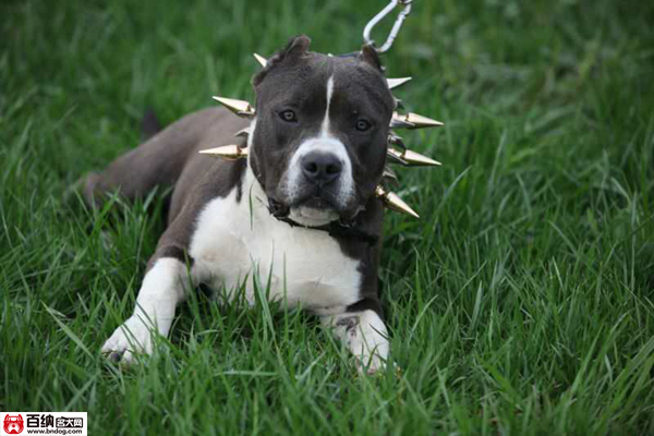 魔兽源犬舍“布兰妮”三岁震撼气质成就犬界恢弘传奇！