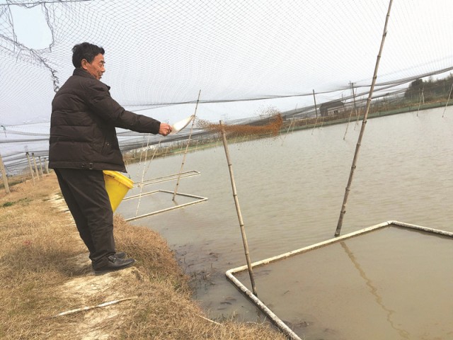 村里要治水他主动拆了自己的甲鱼棚改养泥鳅收成好