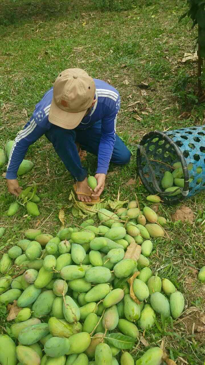 越南大青芒的最佳吃法,越南大青芒的味道