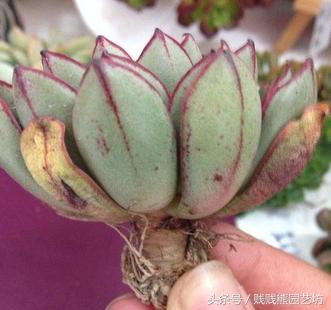 新手对多肉的忠告,多肉新手入门感受