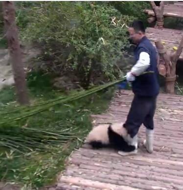 中国十大最火的外国网红,抖音百万网红姐弟抱大腿