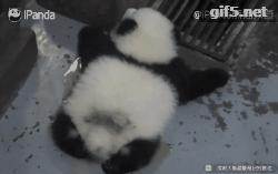 中国十大最火的外国网红,抖音百万网红姐弟抱大腿