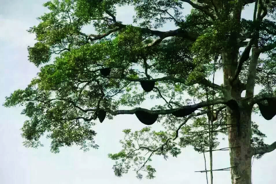 老挝街边的野生蜂蜜,老挝原始森林中纯天然野生蜂蜜