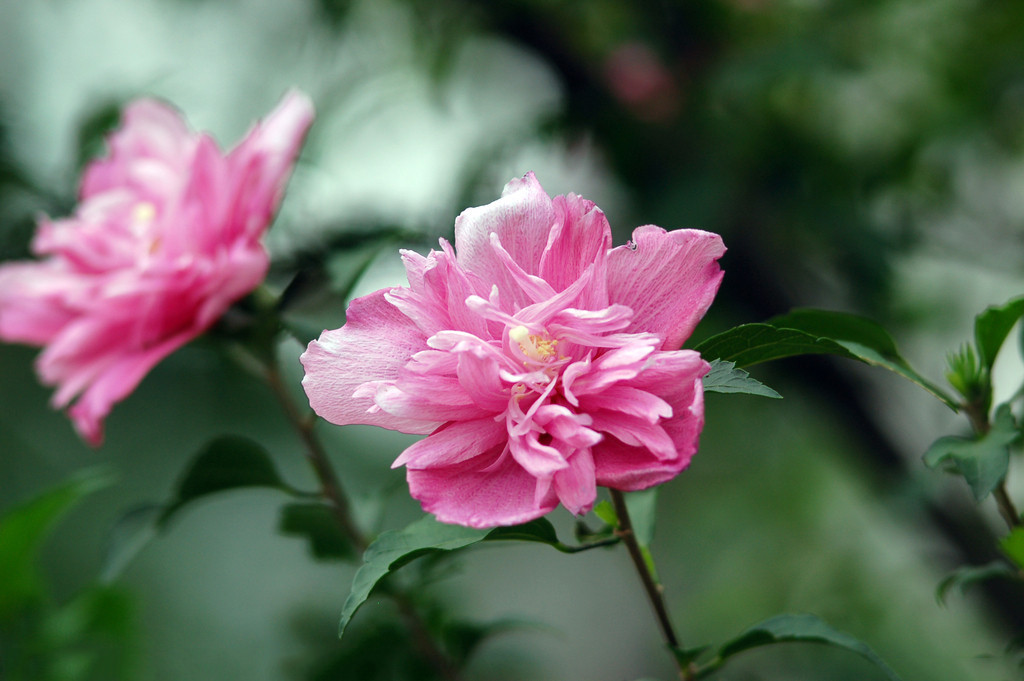 木槿之恋家具,木槿之恋小说