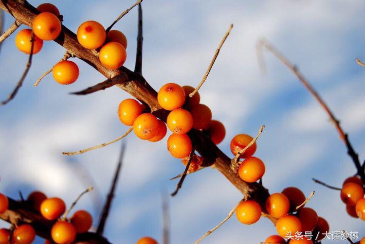 沙棘的故事和相关历史记载,黄金沙棘小镇的故事