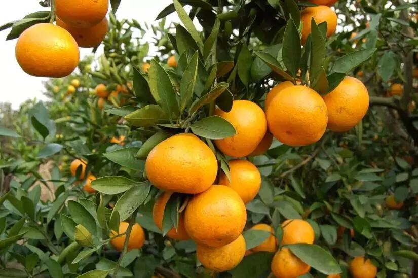 武汉野炊地点推荐,武汉周边烧烤野炊好去处