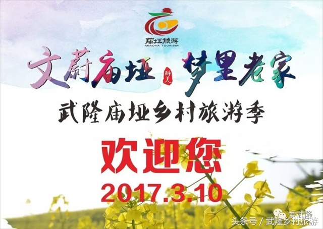 重庆武隆羊角油菜花,三月油菜花风景