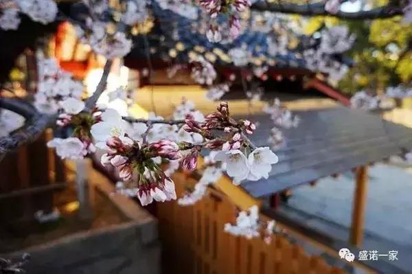 熊猫直播问题,熊猫直播攻略