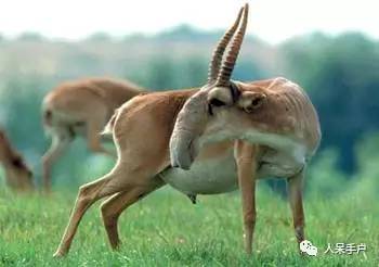 熊猫还是中国一级保护动物吗,秦金丝猴是国家一级保护动物