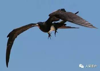 熊猫还是中国一级保护动物吗,秦金丝猴是国家一级保护动物