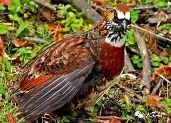 熊猫还是中国一级保护动物吗,秦金丝猴是国家一级保护动物