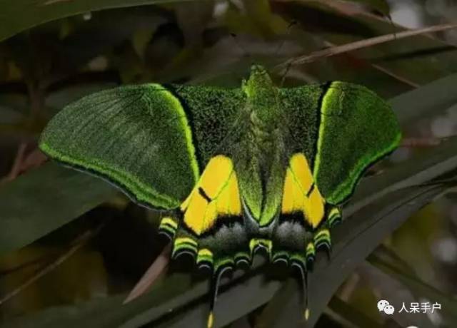 熊猫还是中国一级保护动物吗,秦金丝猴是国家一级保护动物