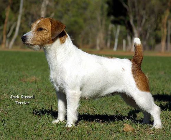 狗狗品种收集大全,收藏狗狗