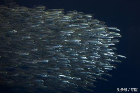 十大钙片,十大品牌钙片