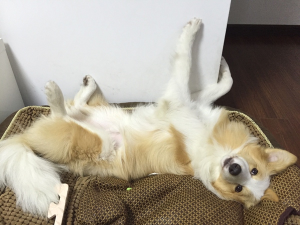 边牧这种狗到底有多聪明,边牧的智商真的有6-8岁那么高吗