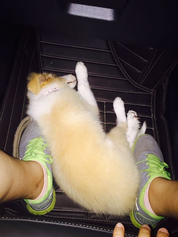 边牧这种狗到底有多聪明,边牧的智商真的有6-8岁那么高吗