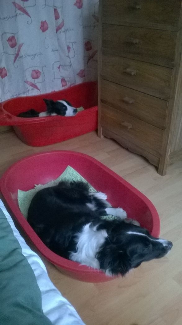 边牧这种狗到底有多聪明,边牧的智商真的有6-8岁那么高吗