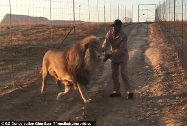 南非狮爬路中间休息,南非雄狮鬃毛