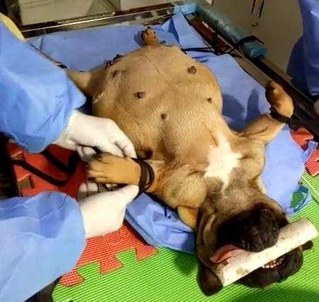 给牛剖腹产,给牛做剖腹产需要多少钱