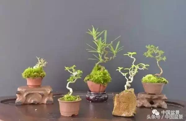 盆景知识与交流,养花知识大全小盆景