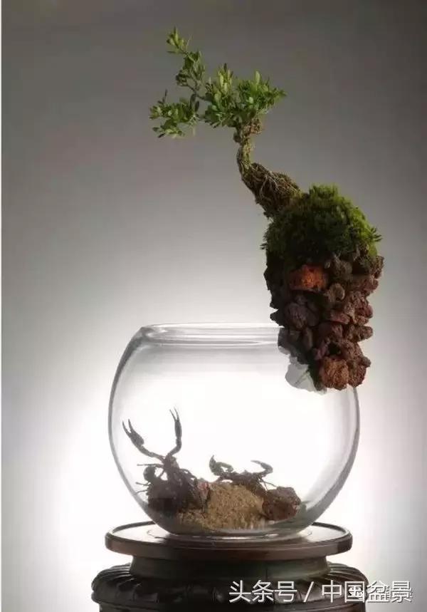 盆景知识与交流,养花知识大全小盆景