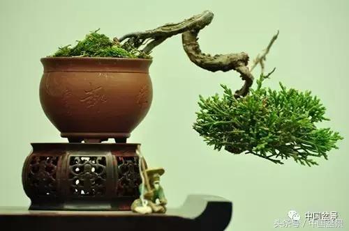 盆景知识与交流,养花知识大全小盆景