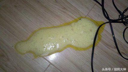 新手养狗，遇到狗狗呕吐问题怎么办？