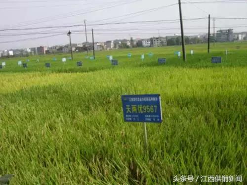 江西地区托管,江西农业园区托管