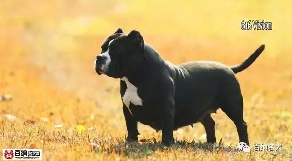 佳犬需近赏，上海包子恶霸犬舍再造围观！