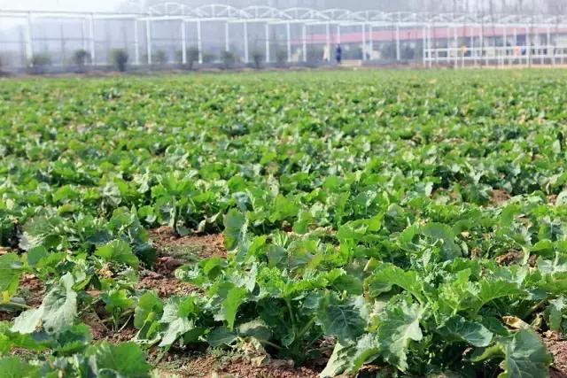 户县新西兰农场好玩吗,西安户县农场