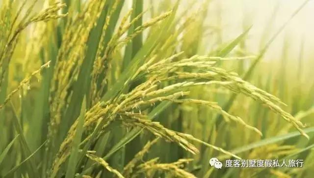 清迈四季酒店值得去吗,清迈四季酒店在哪里