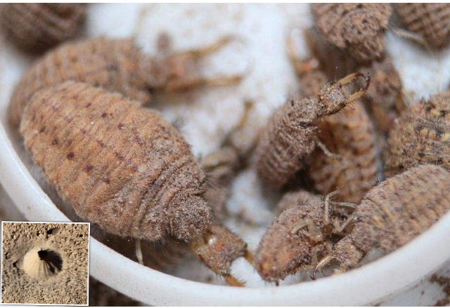 农村常吃的十种虫子,小时候能吃的八种虫子