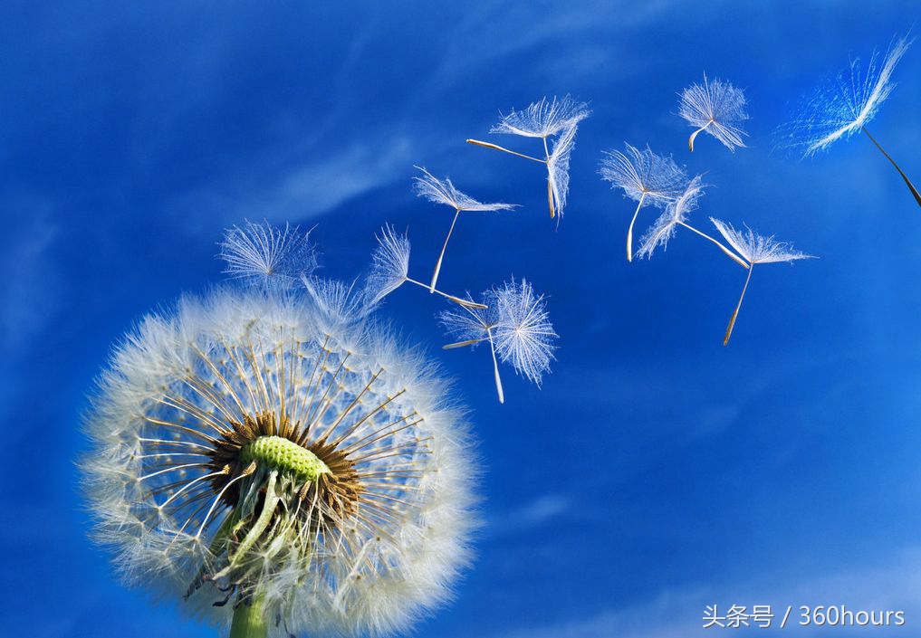 青禾，蒙娜丽莎实习（二）