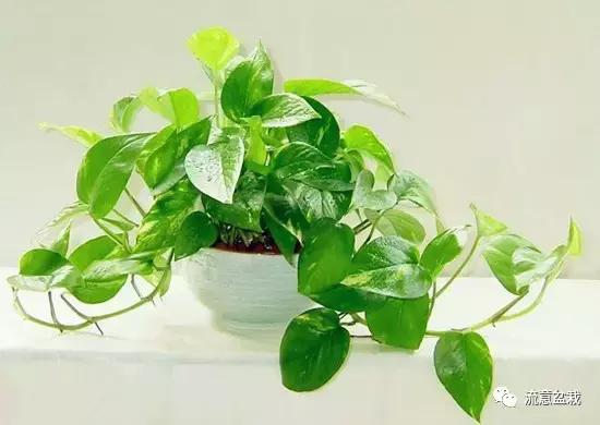 绿萝长得慢怎么补救,绿萝快枯萎了怎么养好