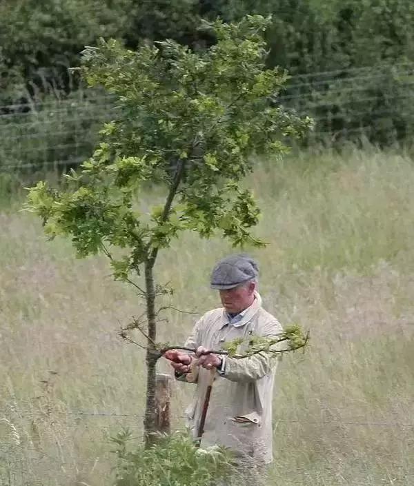 待位64年的王子,花30年将450万㎡荒地打造成世界最美庄园