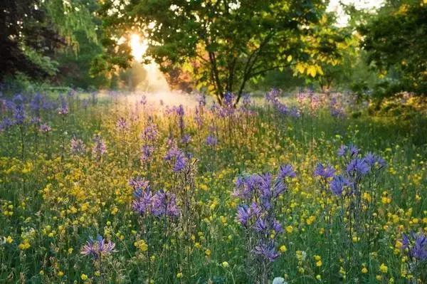 待位64年的王子,花30年将450万㎡荒地打造成世界最美庄园