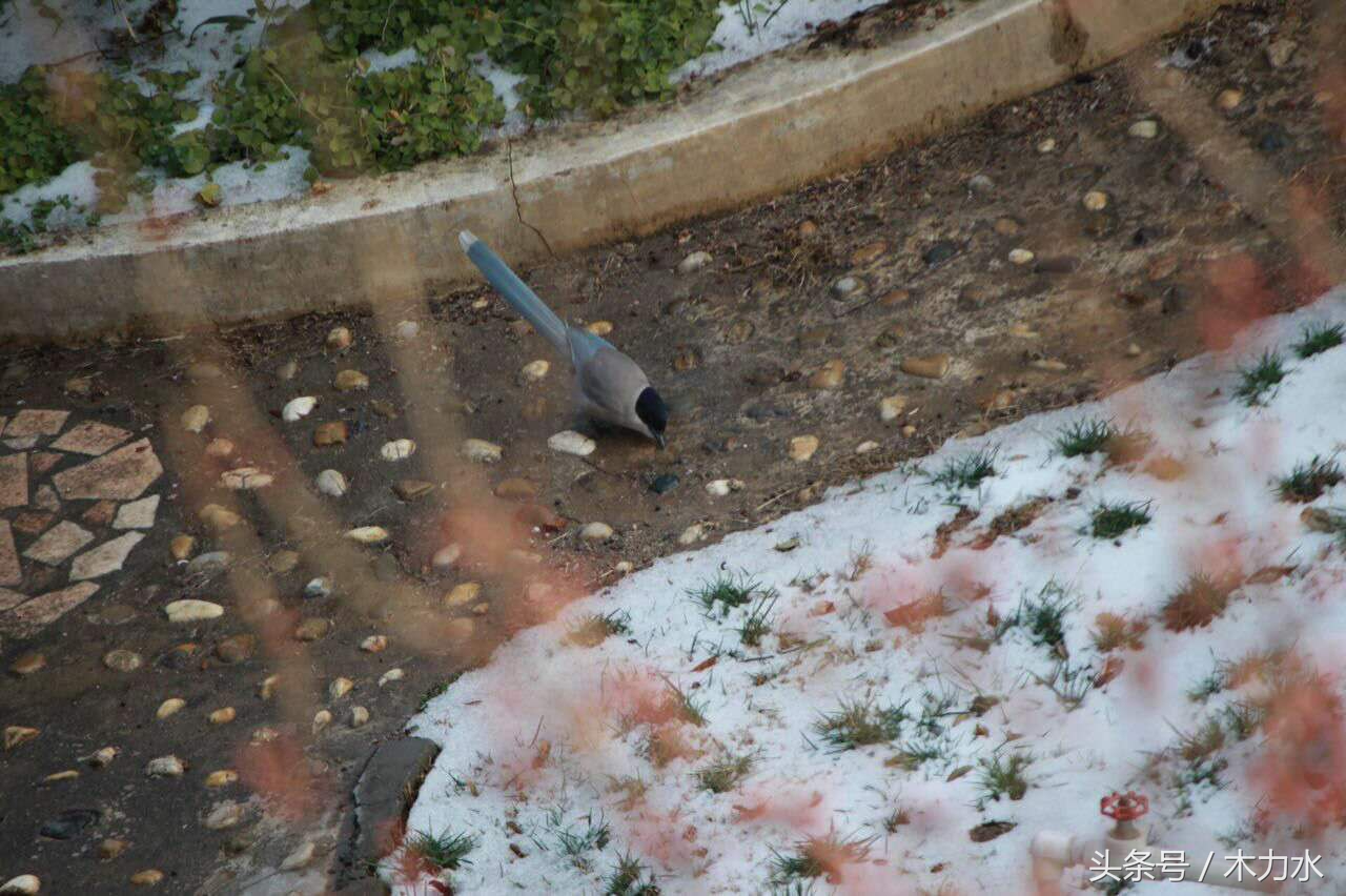 在我的老家，这种鸟十多年前就绝迹了，即使在别的地方，也不常见