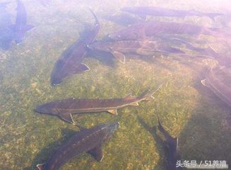 鲟鱼养殖技术书籍最新,鲟鱼养殖的可行性报告