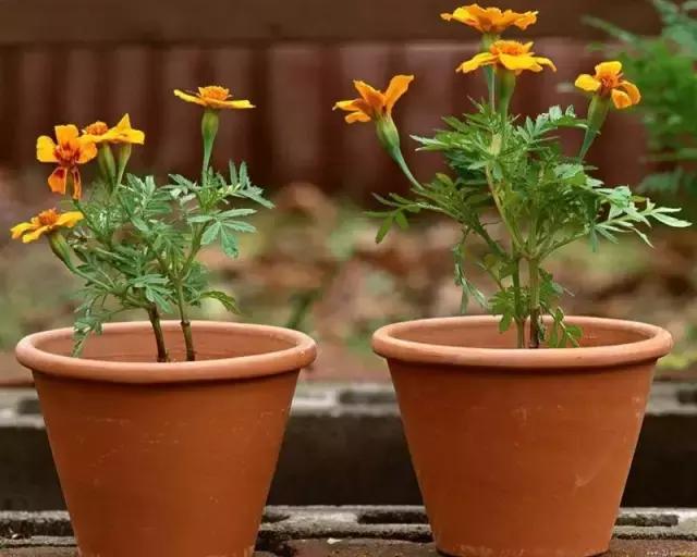 在家怎样自制花卉营养土,如何自制有机营养土