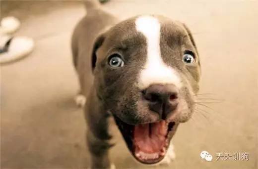 怎么让狗狗不要乱叫,怎么教狗狗不要乱叫