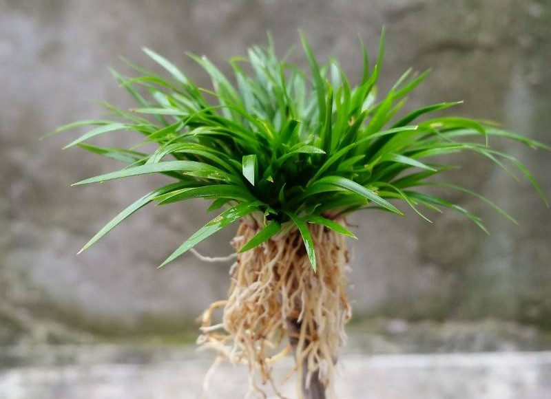 金钱菖蒲什么香味,从化金钱菖蒲