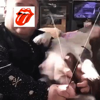 恶霸犬底盘本身就低,毫无疑问,哺乳期就别想动了