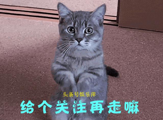 恶霸犬底盘本身就低,毫无疑问,哺乳期就别想动了