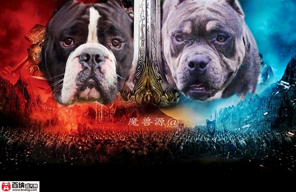 魔兽源犬舍“布兰妮”三岁震撼气质成就犬界恢弘传奇！